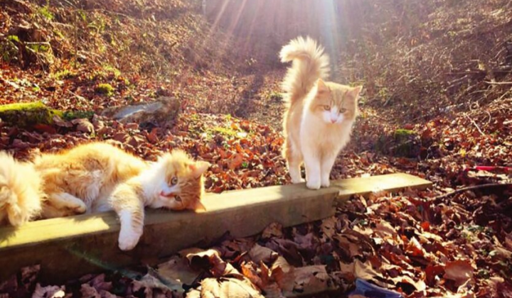 Небезпека заходу холоду в Україні