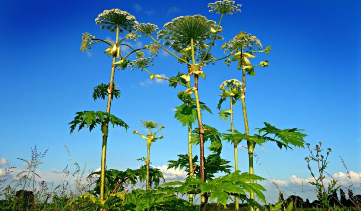 Отруйна рослина українська загроза для здоров'я