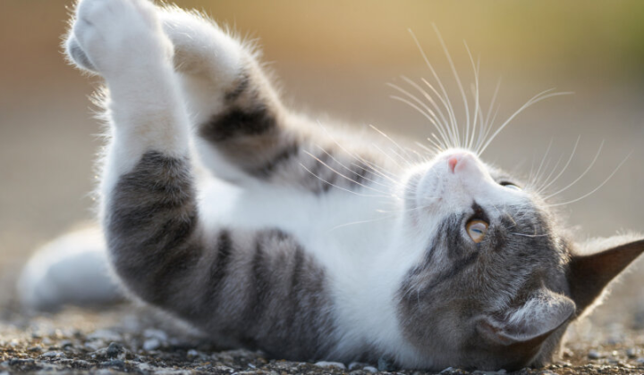 Сонячне синоптичне хвилення над Україною