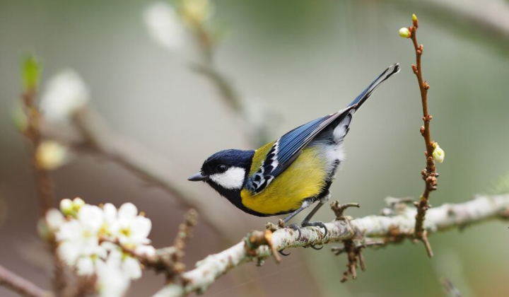 Резкий перепад температур, от заморозков до тепла