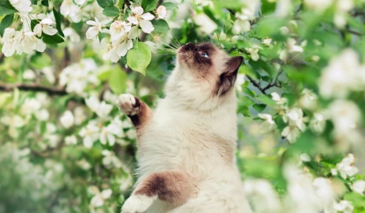 Заморозки та літня спека: синоптик дав прогноз