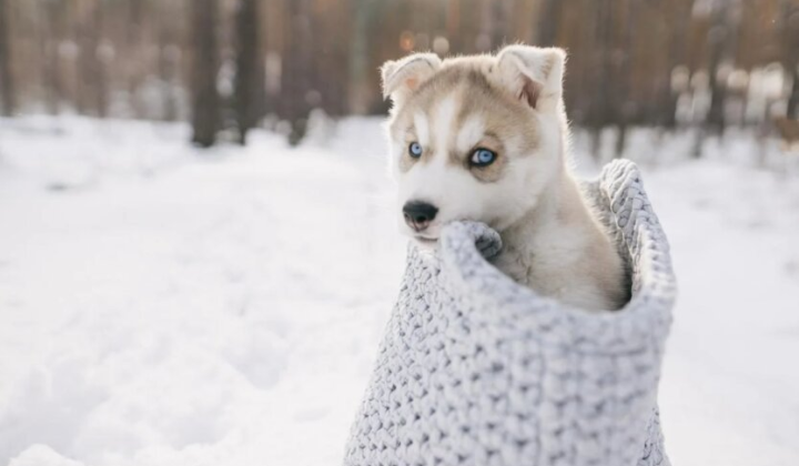 Деревья покрыты снегом и гололедицей