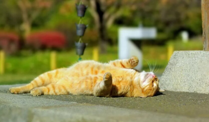 Прогноз погоди на Київщині: дощі