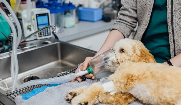 Выбор лучшего оборудования для ветеринарии от Biovet