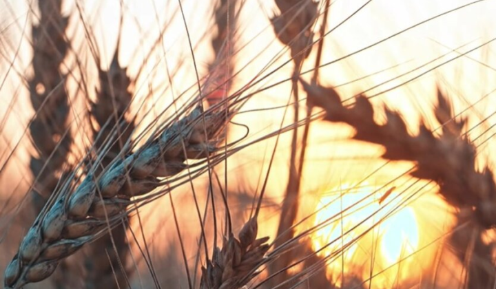 Зерно Украины в экспортной системе России