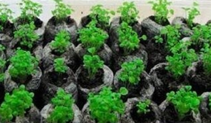 Верховой фрезерный торф для рассады