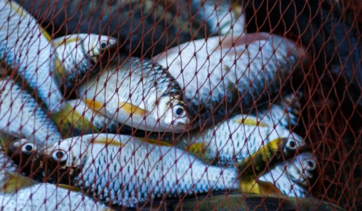 Риболовля на аукціонах: дохід для держави