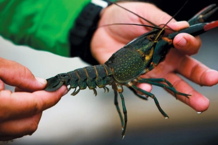Три види раків в водоймах України