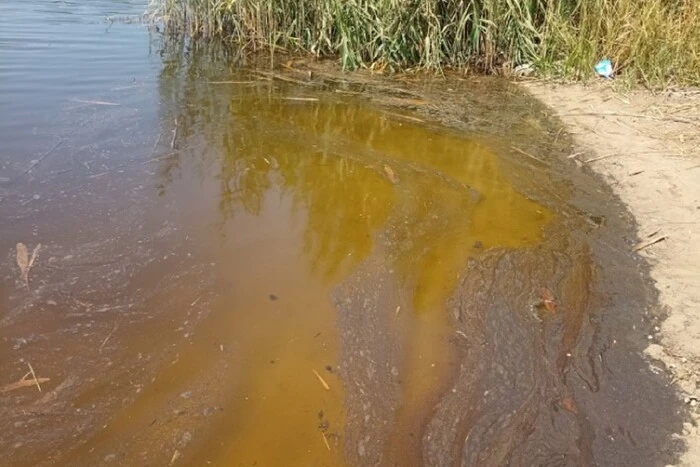 Рыба погибла в реке Вовча