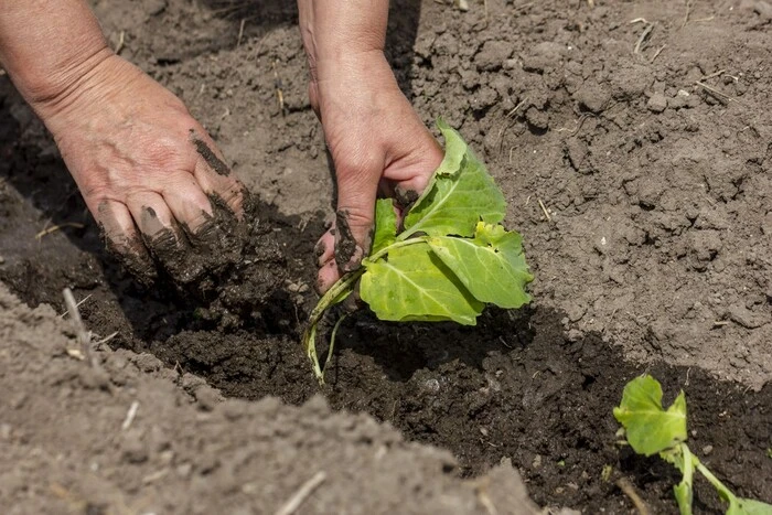 Місячний посівний календар на червень 2025