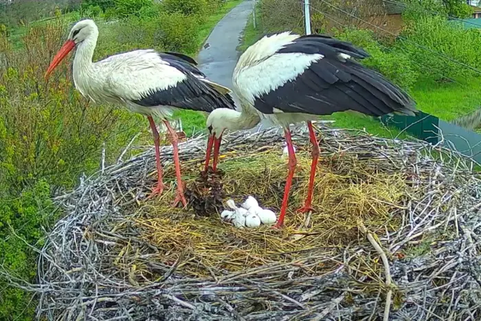 Пташенята у лелек Одарки та Грицика