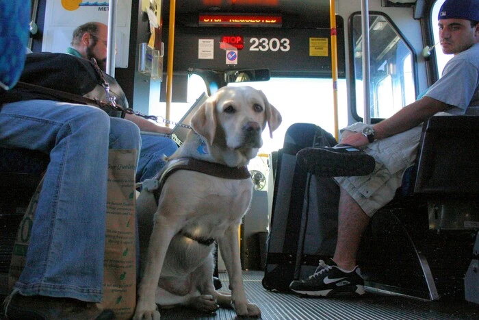 Перевезення тварин в автобусах