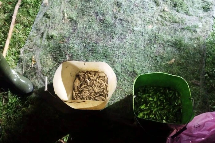 Браконьєр наловив карасів на Вінниччині