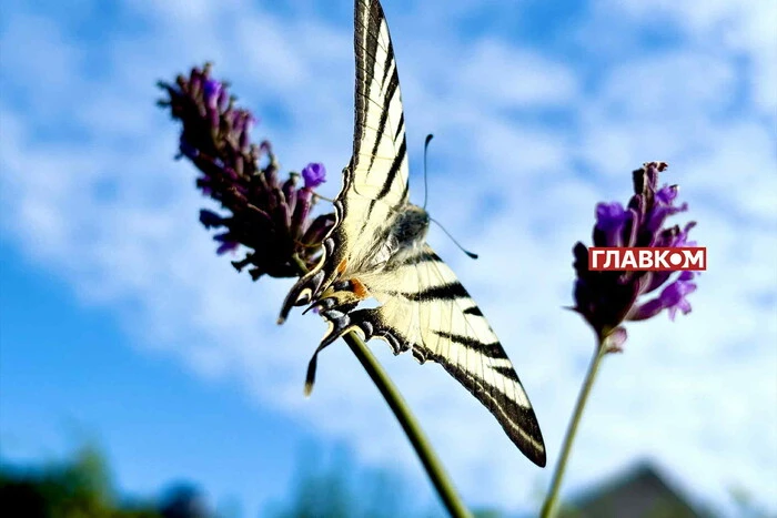 Літнє сонце без хмар на 8 серпня