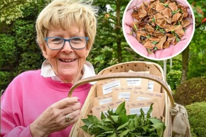 Dinosaur pine: a rare tree $6,000