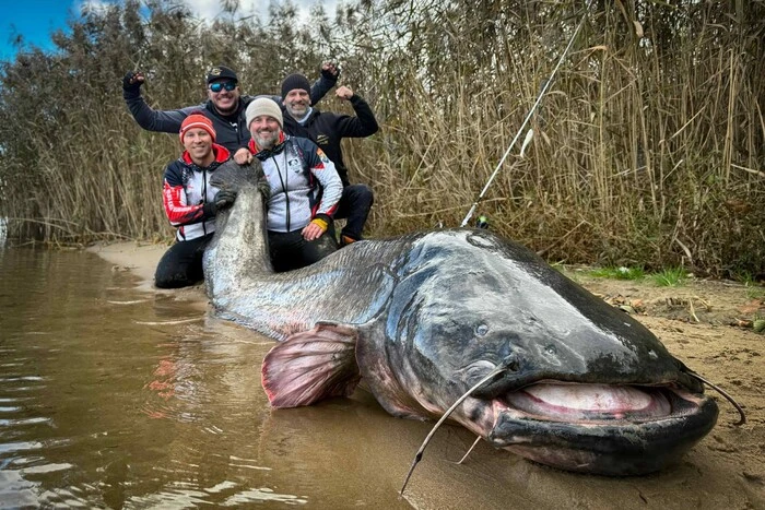 Польські рибалки зловили рекордного сома