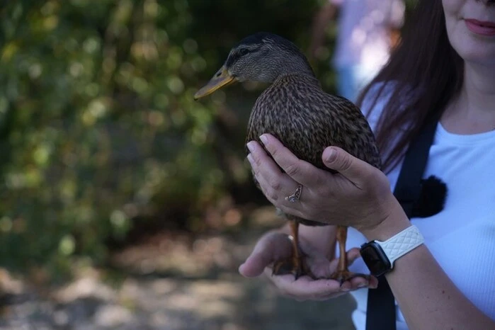 Дикий качур у квартирі дніпрянки