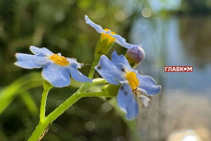 Синоптична Діденко прогнозує погоду в Україні