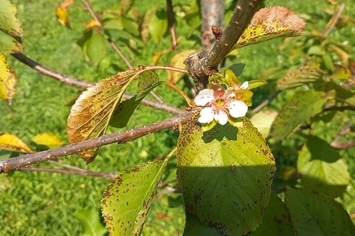 Цветущие яблони в селе на Тернопольщине