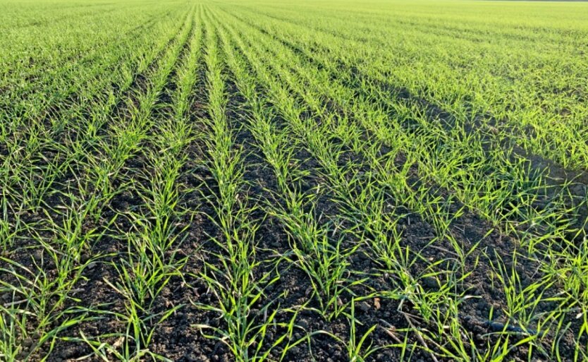 Посев озимых культур в Украине