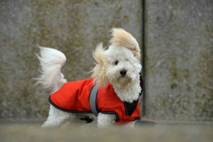 Погода для прогулки Киевщиной