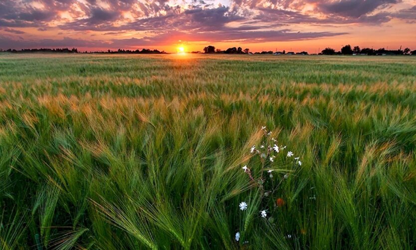 Зображення земного поля з паями