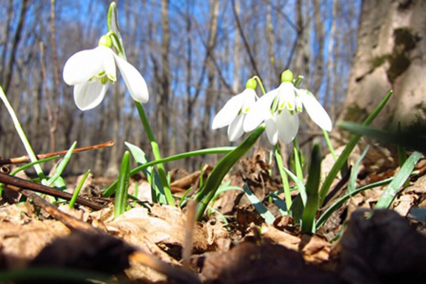 Розмірене літо. Гроза. Сильний вітер.