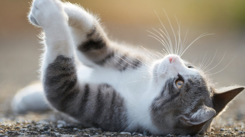 Сонячне синоптичне хвилення над Україною