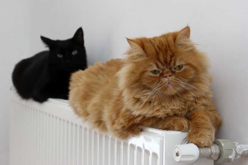 Зима без світла та тепла